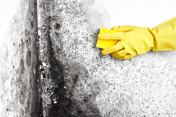 Mold Removal Process in Vicksburg, MI