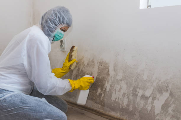Best Mold Inspection  in Vicksburg, MI