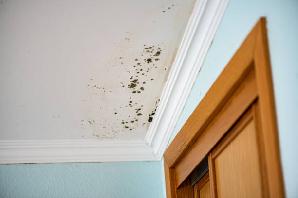 Best Attic Mold Removal  in Vicksburg, MI