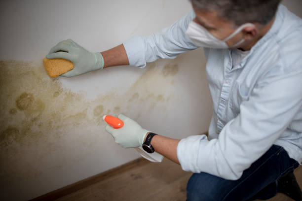 Best Emergency Mold Removal  in Vicksburg, MI