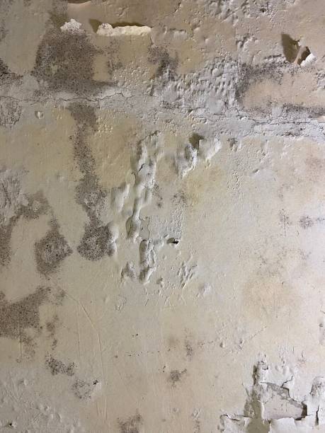 Vicksburg, MI Mold Removal Company