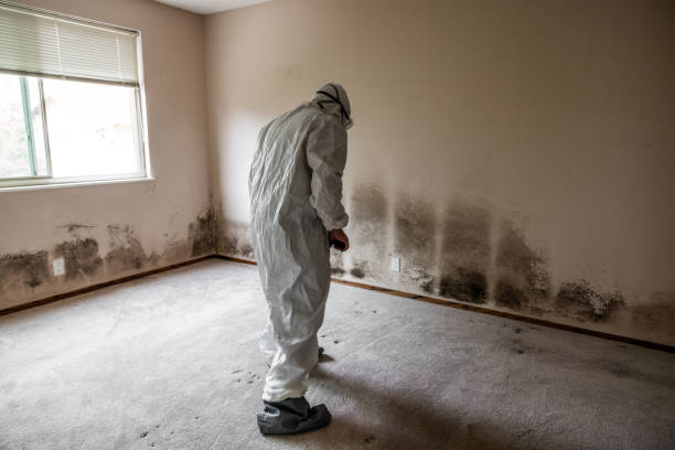 Best Professional Mold Removal  in Vicksburg, MI