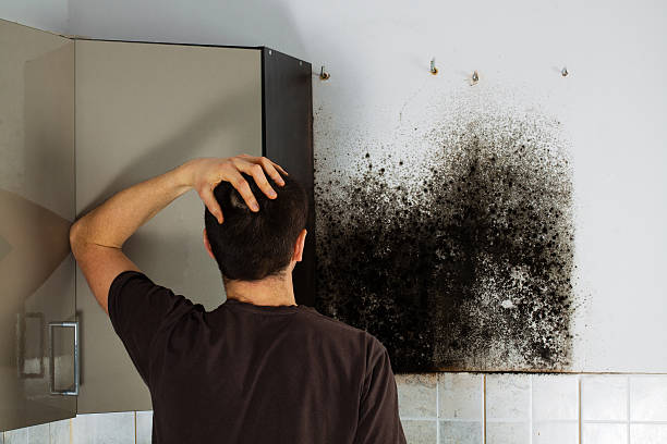 Best Mold Removal Process  in Vicksburg, MI
