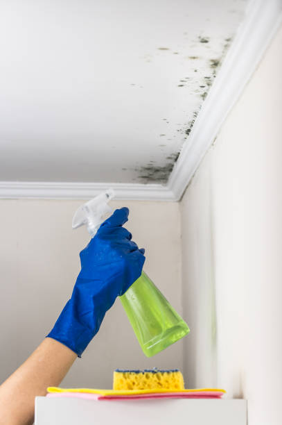 Best Mold Testing  in Vicksburg, MI